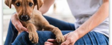 seguro para perros y gatos