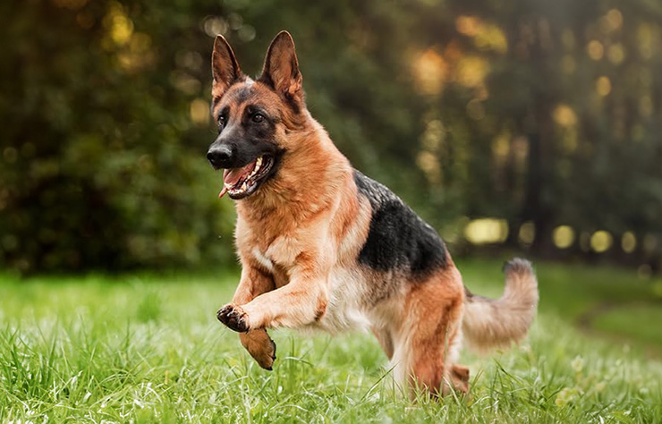 condroprotectores para perros