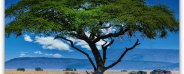 safari en Kenia con guías especializados