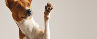 cuidado de perros