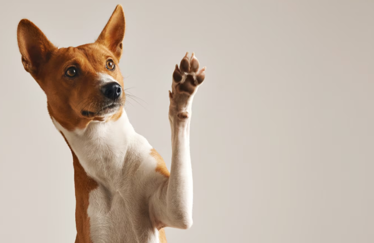 cuidado de perros